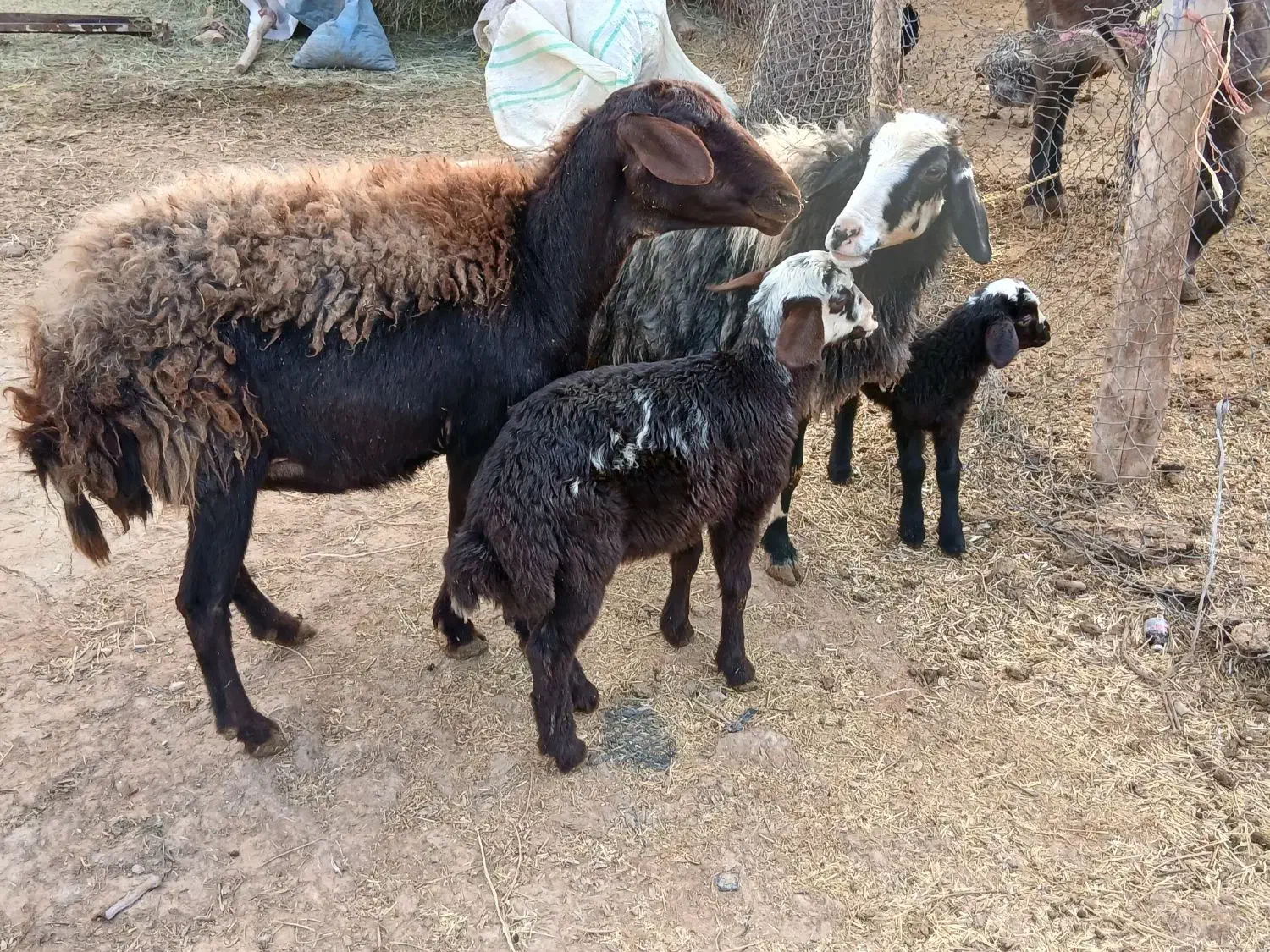 میش|حیوانات مزرعه|قیدار, |دیوار