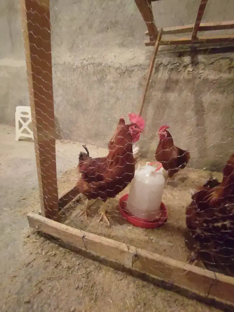 معاوضه خروس با سگ نگهبان|حیوانات مزرعه|دهگلان, |دیوار