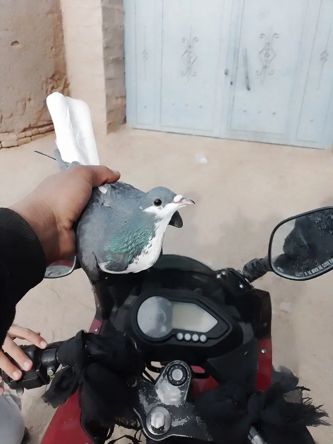 ساده|پرنده|سبزوار, رضوان|دیوار