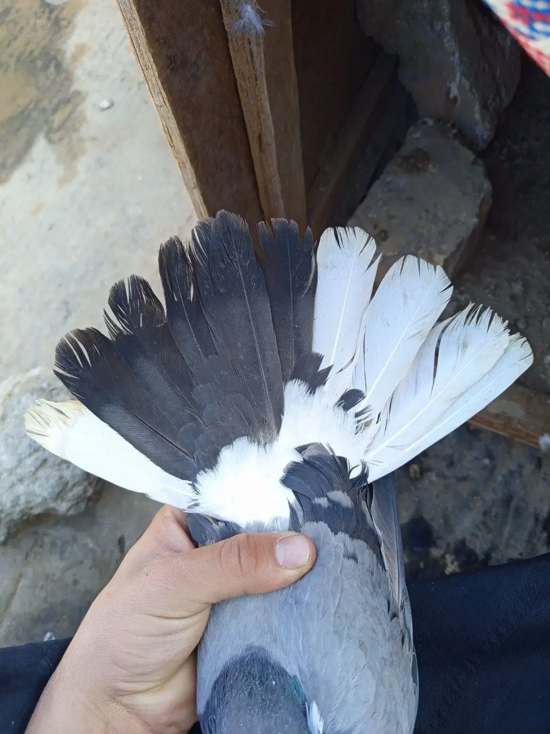 نر این ماده گم شده|حیوانات|اصفهان, قائمیه|دیوار