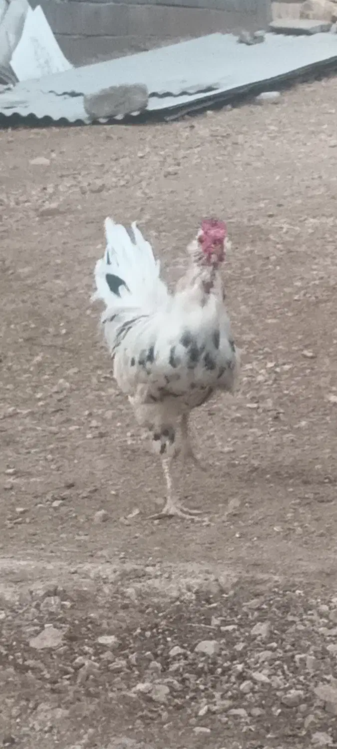 خروس|حیوانات مزرعه|فلارد, |دیوار