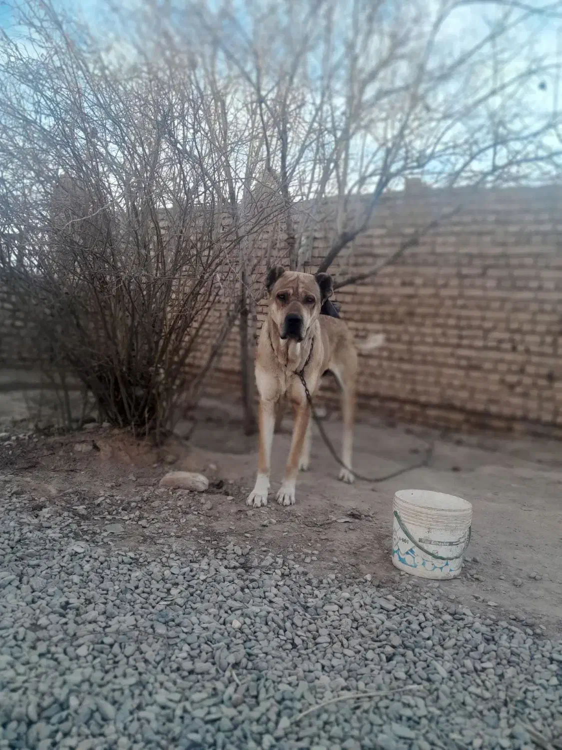 سرابی اصل|سگ|مه ولات, |دیوار