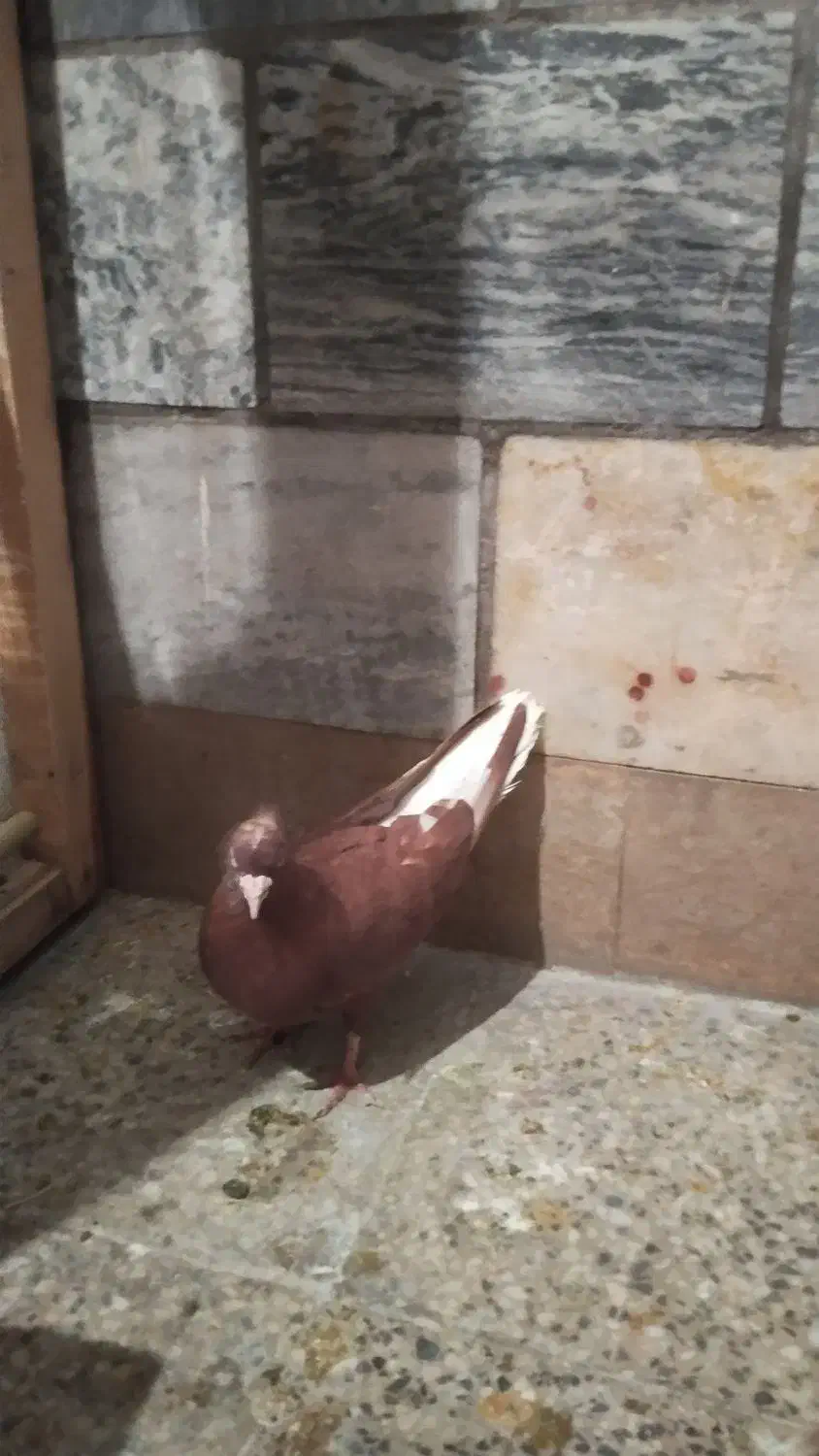 تعدادی کفتر پرشتی|پرنده|خرمآباد, |دیوار