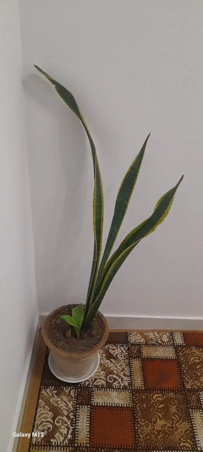 دو عدد گل همراه گلدان|گل و گیاه طبیعی|محمودآباد, |دیوار