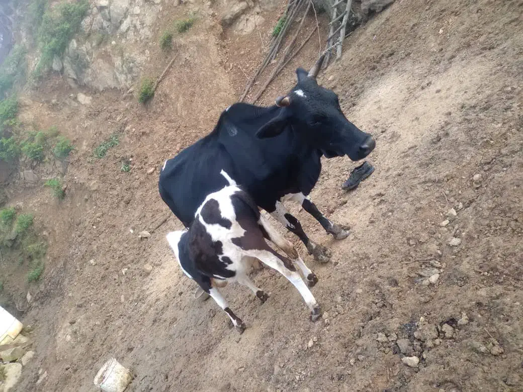 گاوباگوساله نر به فروش میرسد|حیوانات مزرعه|سنگر, |دیوار