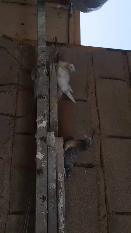 جوجه دمبی|پرنده|گتوند, |دیوار