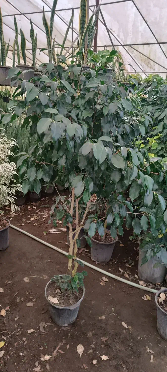 گل و گیاه آپارتمانی|گل و گیاه طبیعی|شیرود, |دیوار