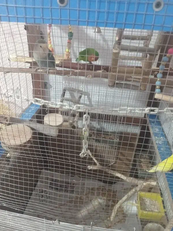 فروشی|پرنده|تهران, شهرک خرازی|دیوار