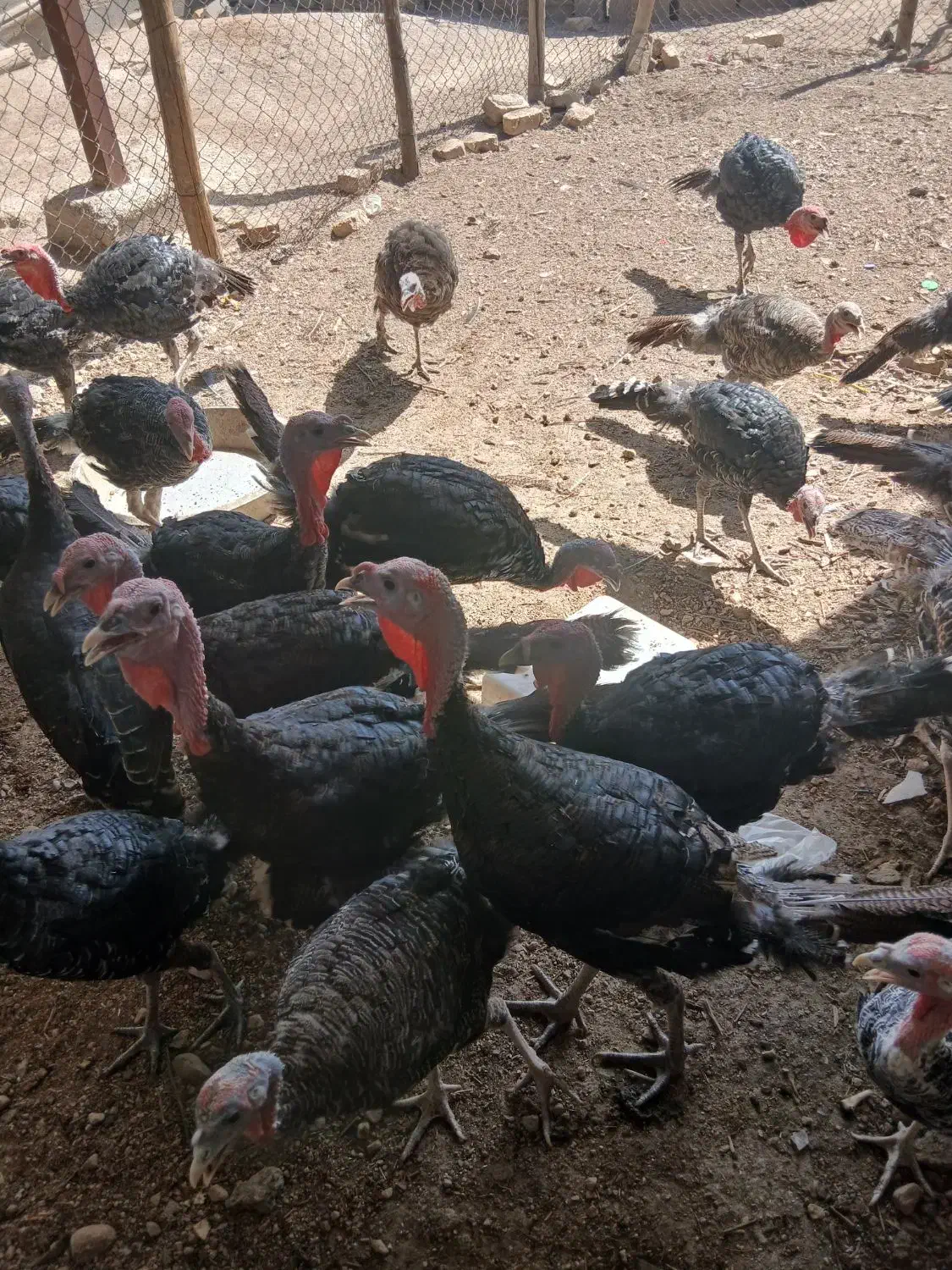 بوقلمون نر وماده|حیوانات مزرعه|شیراز, شاهچراغ|دیوار