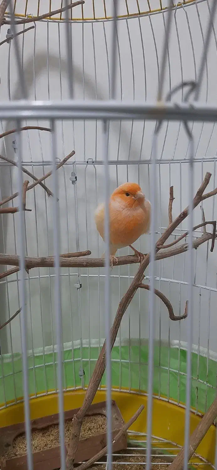 قناری نر مست|پرنده|بندرعباس, |دیوار