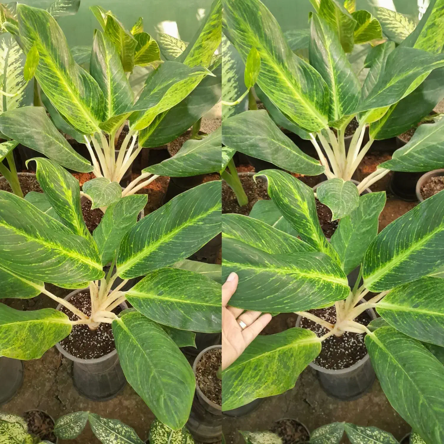 پتوس،کامپکت،شفلر،آگلونما ارزان|گل و گیاه طبیعی|کوچصفهان, |دیوار