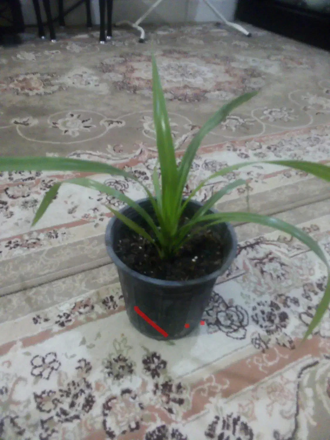 گل طبیعی|گل و گیاه طبیعی|نیشابور, رنج آباد|دیوار