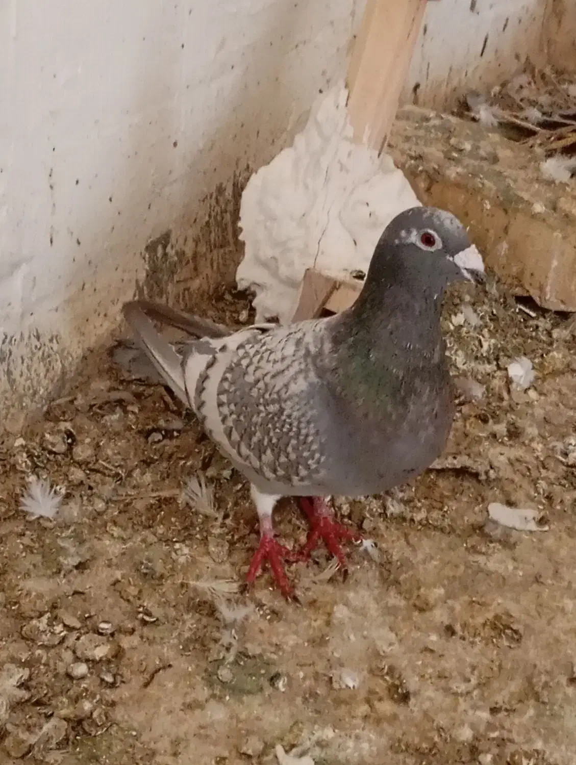 کبوتر|حیوانات|فیروزآباد (فارس), |دیوار