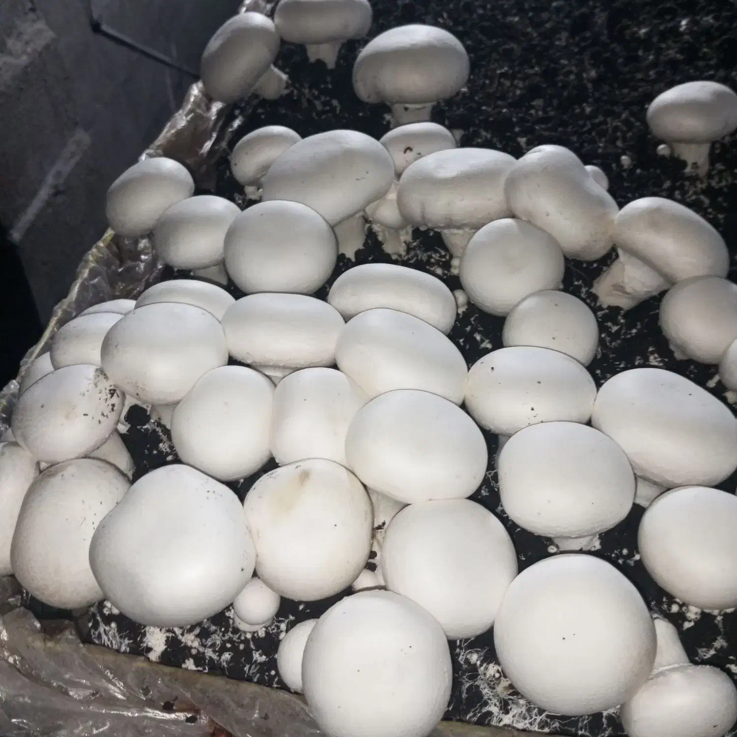 قارچ تازه درجه یک|خوردنی و آشامیدنی|دشت ذهاب, |دیوار