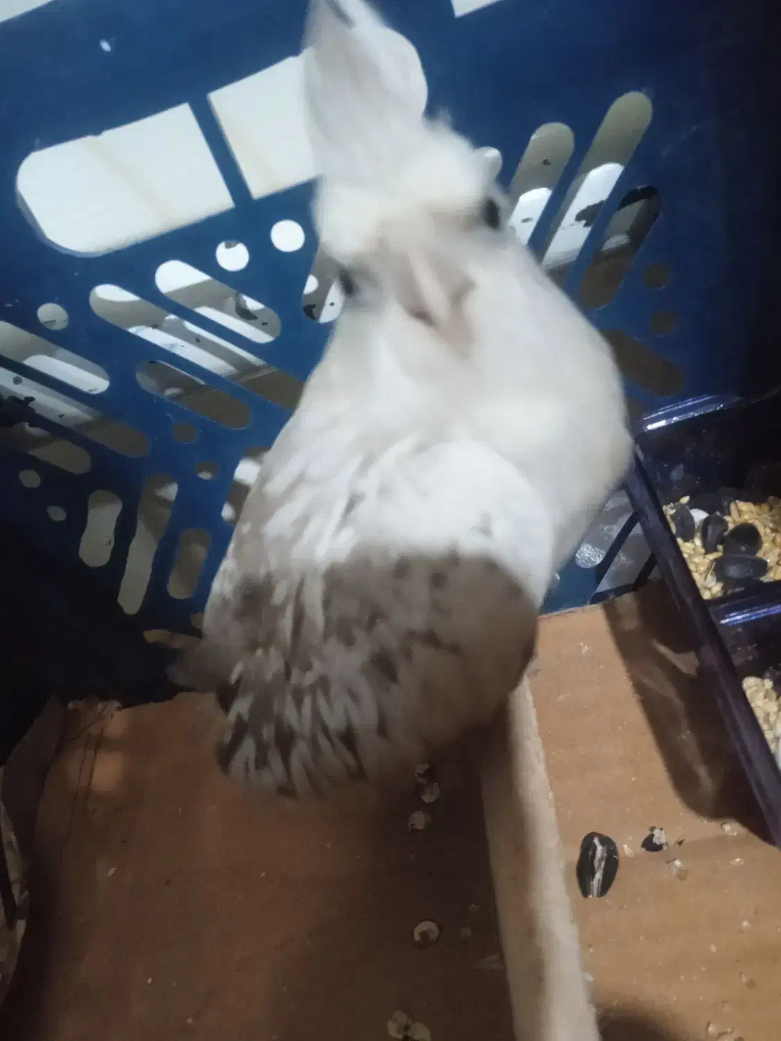 عروس هلندی ایزابلا|پرنده|آذرشهر, |دیوار