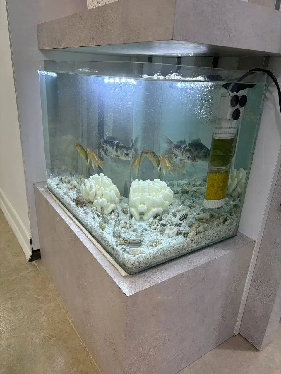 آکواریوم شرکتی به همراه ماهی و وسایل|ماهی|تربت جام, مسکن مهر|دیوار