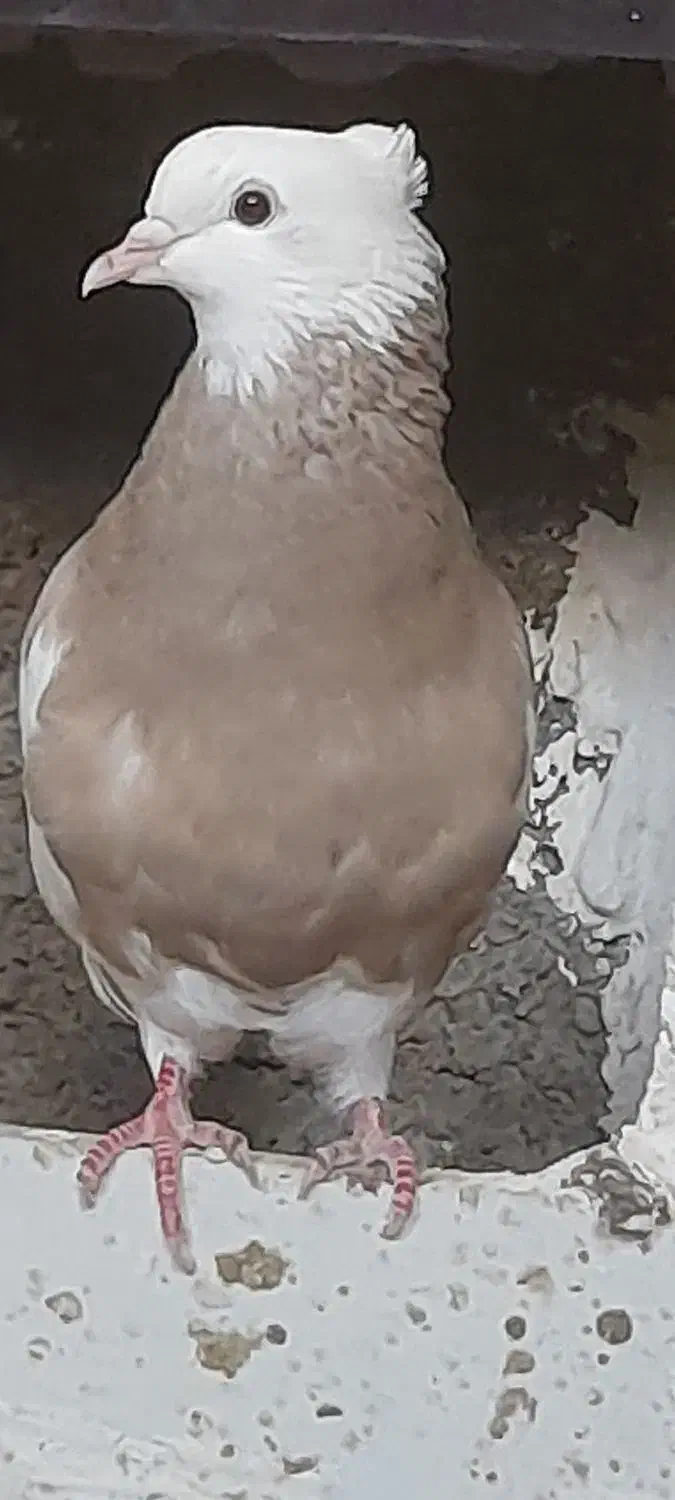 کبوتر طوقی|پرنده|ایلام, |دیوار