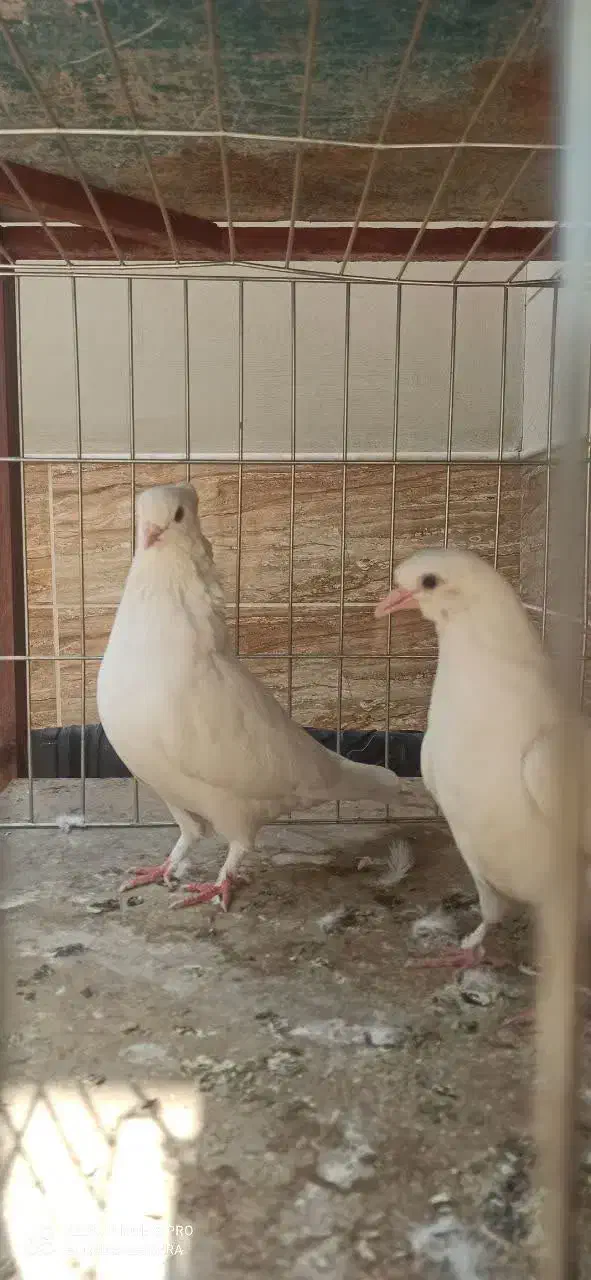 کبوتر کفتر|پرنده|اردکان, |دیوار