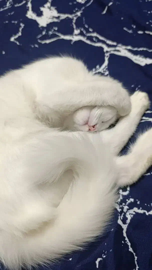 گربه خانگی|گربه|اهواز, حصیرآباد|دیوار