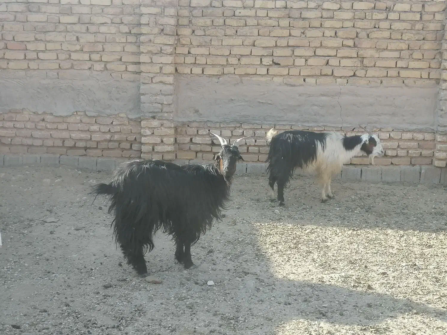 4 راس بز|حیوانات مزرعه|زرقان, |دیوار