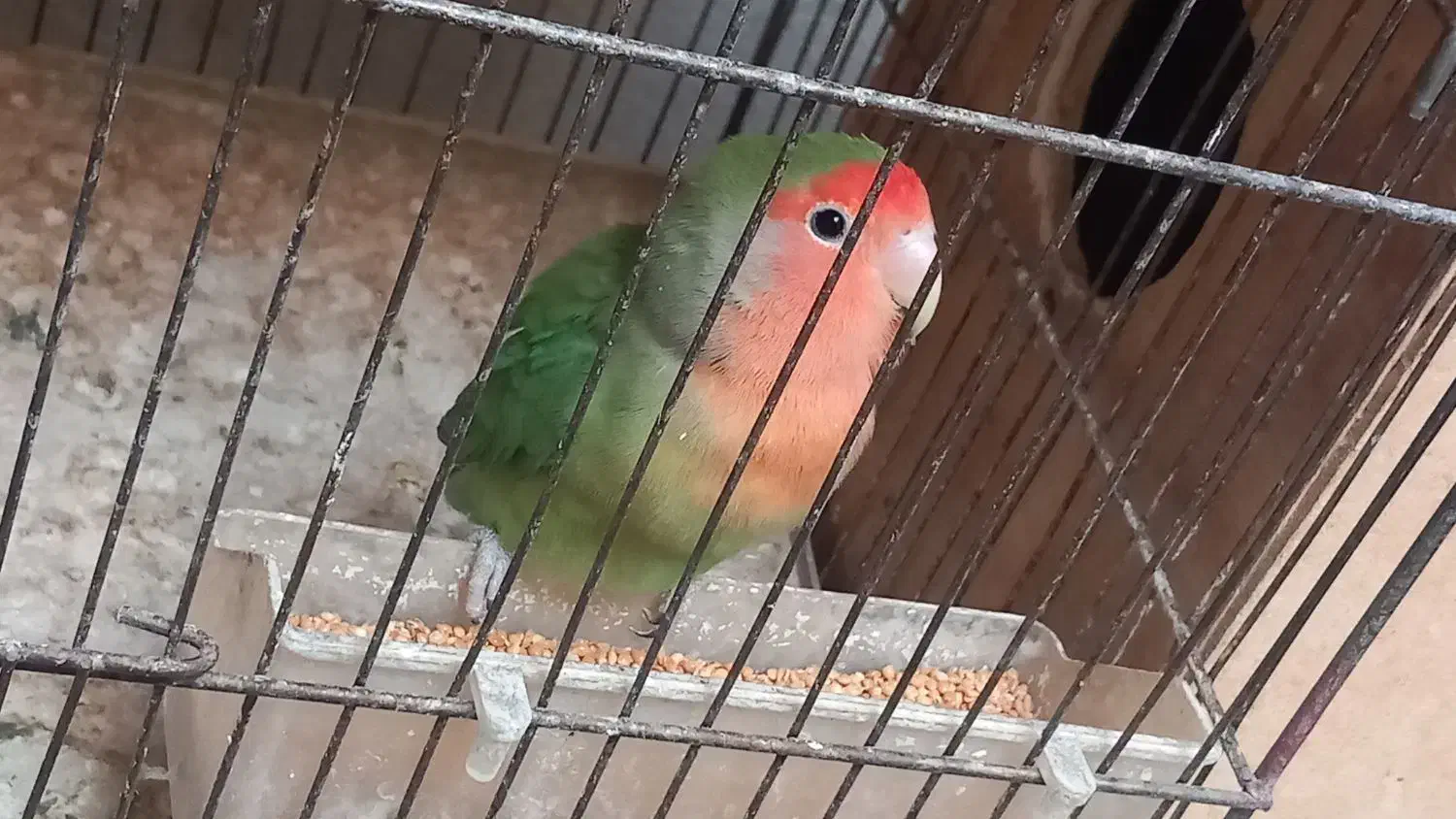 کوتوله|پرنده|میبد, |دیوار