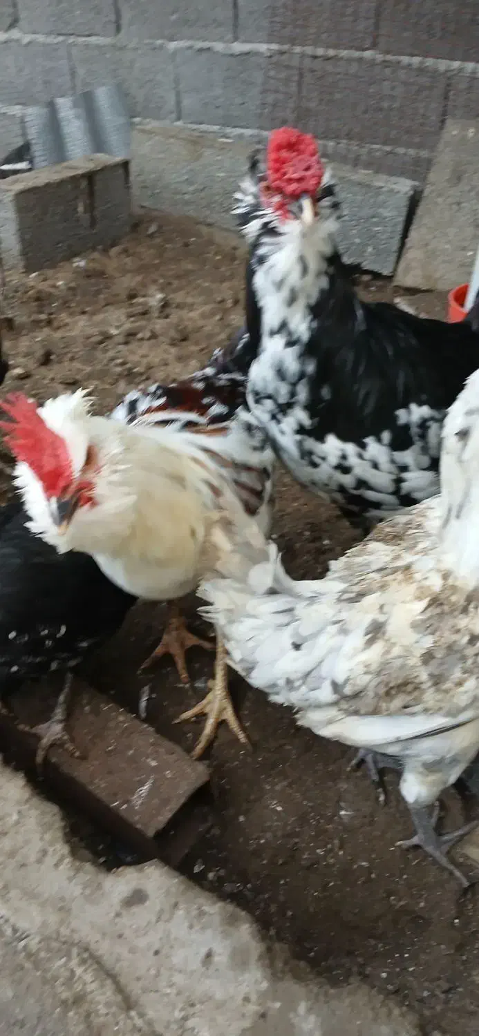 مرغ گلین|حیوانات مزرعه|چابکسر, |دیوار