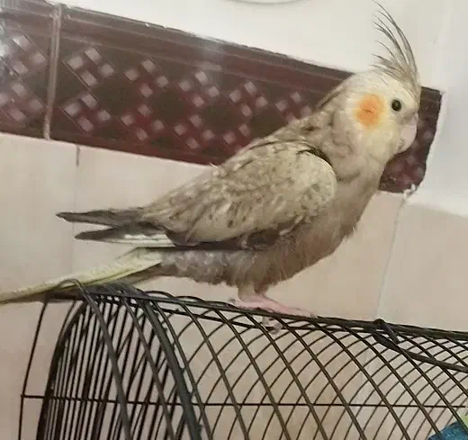 عروس هلندی 6ماهه دانخور|پرنده|قروه, |دیوار