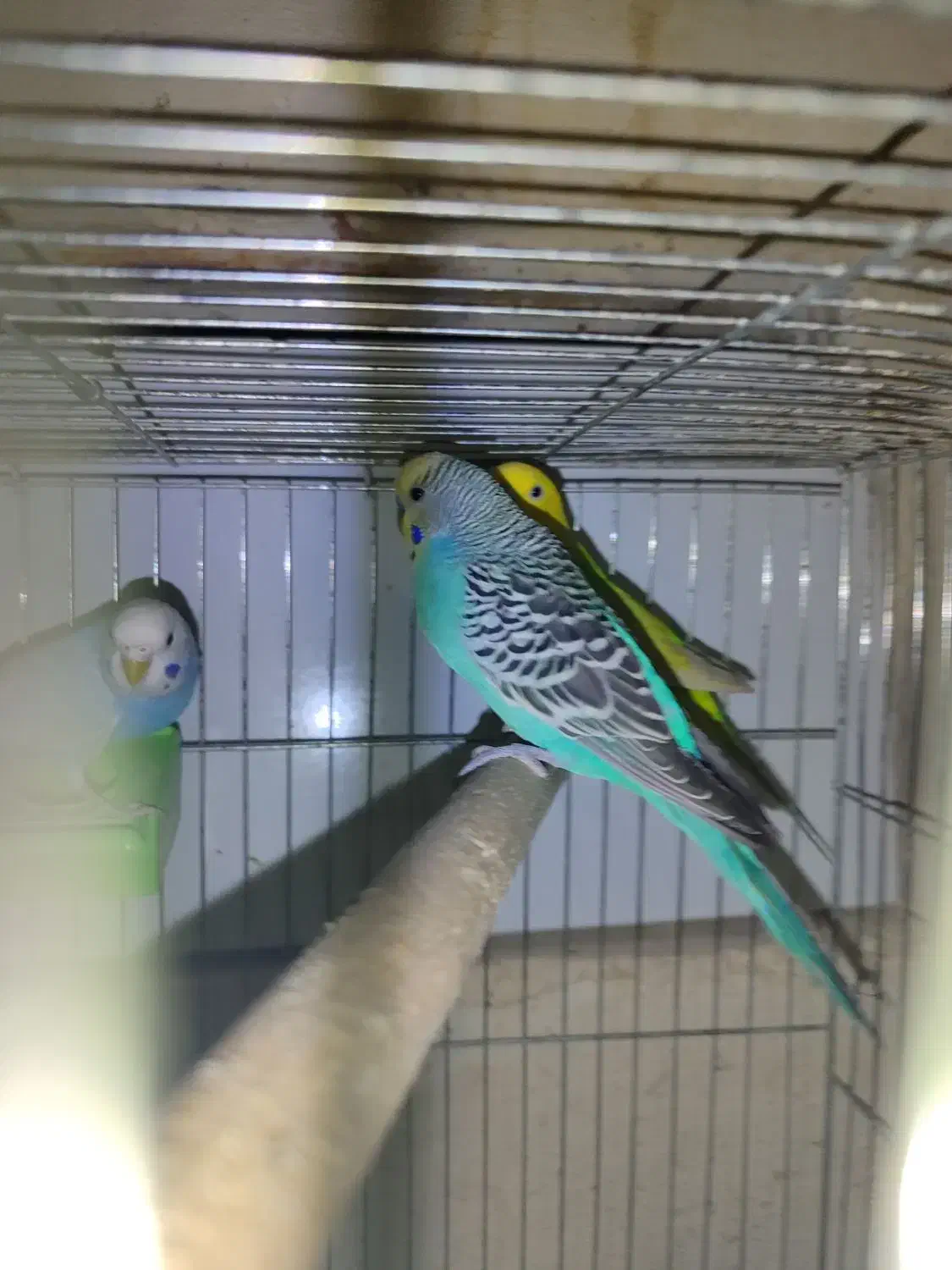 حدود ده جفت مرغ عشق هلندی چشم سرخ همه دستی و مولد|پرنده|شاهین‌شهر, شهرک گلدیس|دیوار