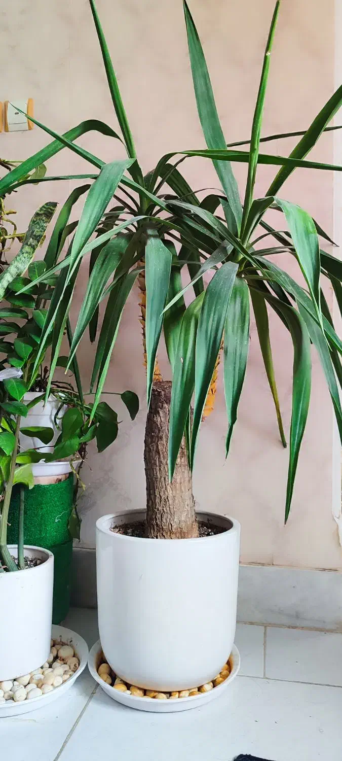 گل یوکا تنه قوی|گل و گیاه طبیعی|بیرجند, |دیوار