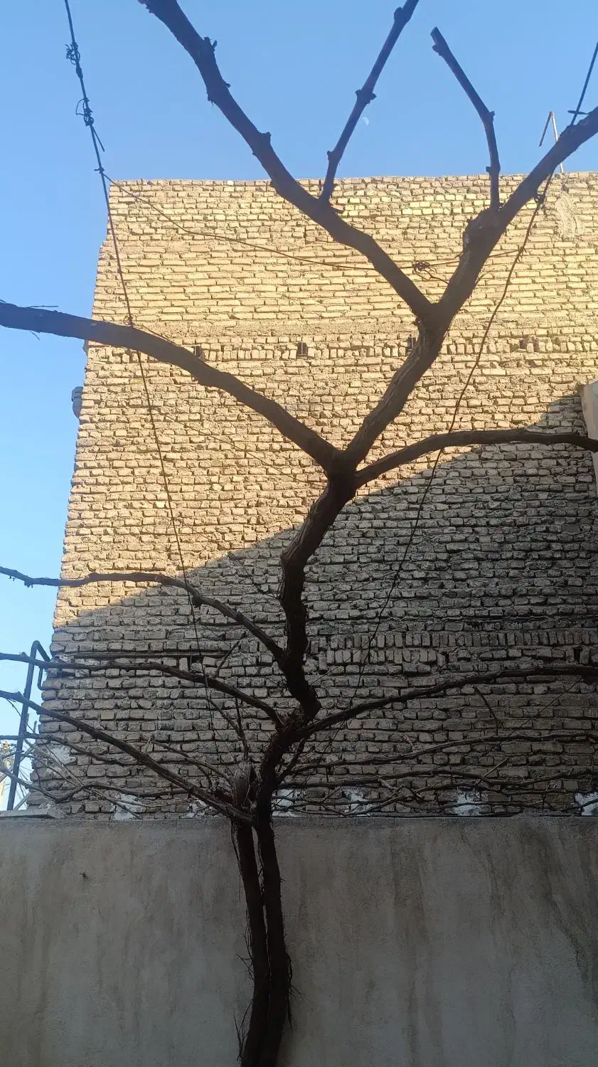 باغداری و هرس|خدمات باغبانی و درختکاری|ورامین, ورامین|دیوار