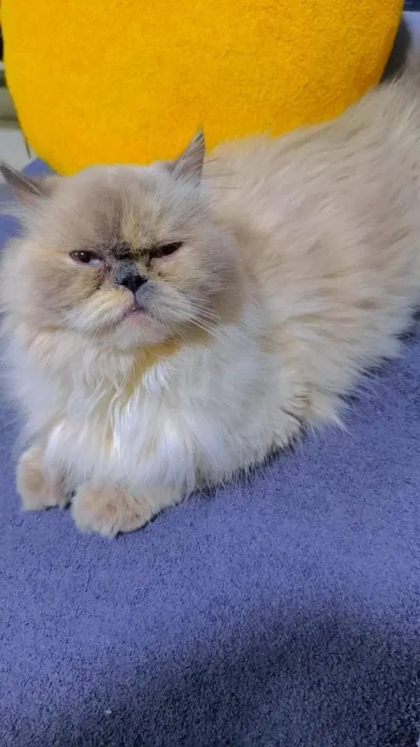 گربه هیمالین یک ساله|گربه|بندرعباس, |دیوار