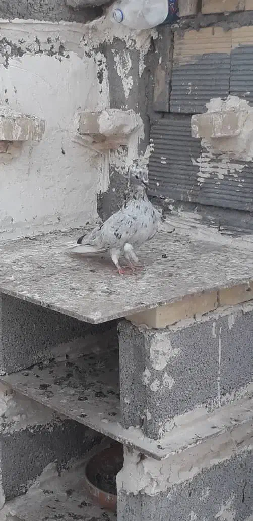 کبوتر دم سفید|پرنده|شوشتر, |دیوار