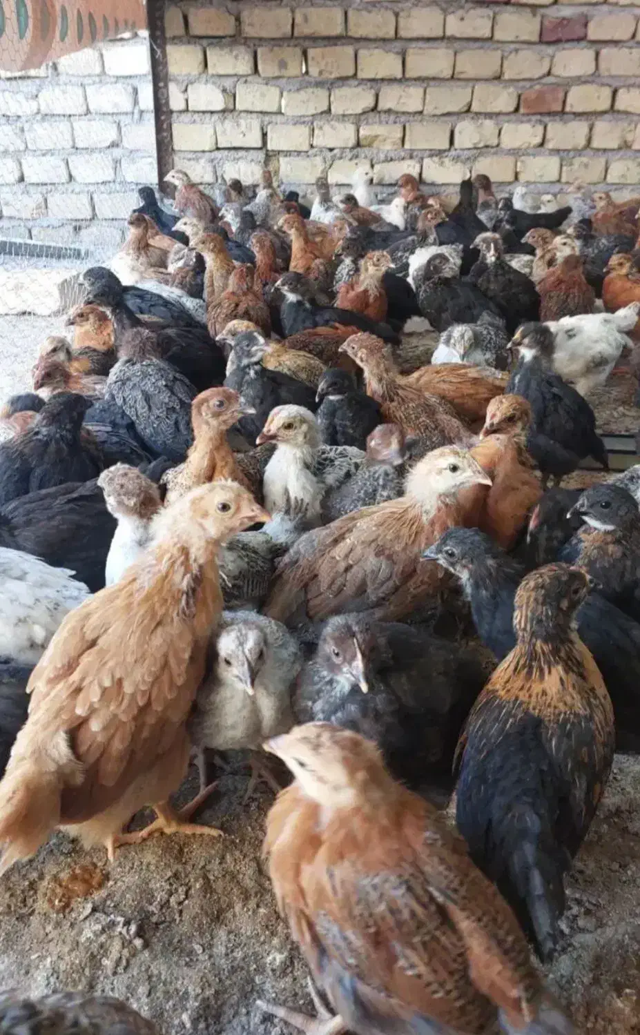 جوجه|حیوانات مزرعه|مهریز, |دیوار