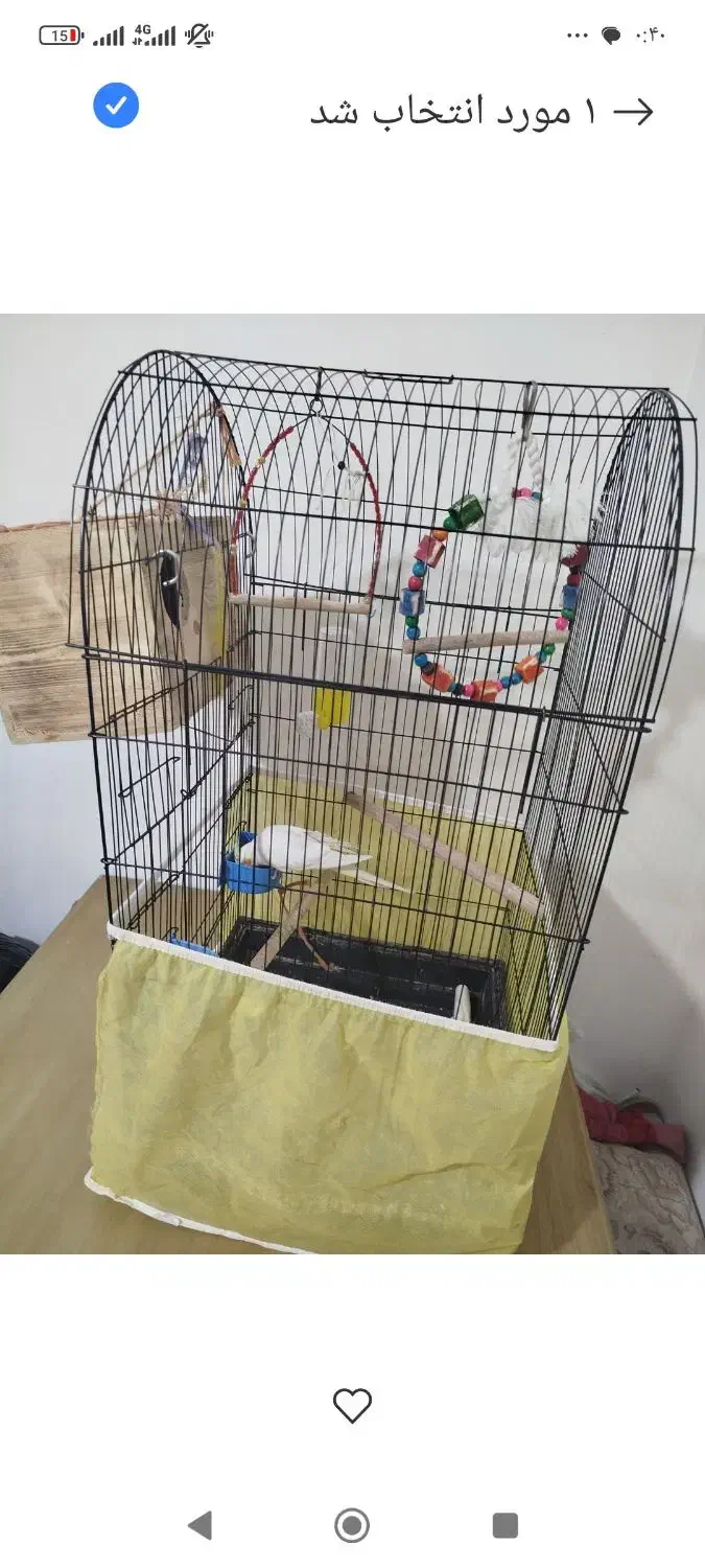 عروس هلندی|پرنده|بندرعباس, |دیوار