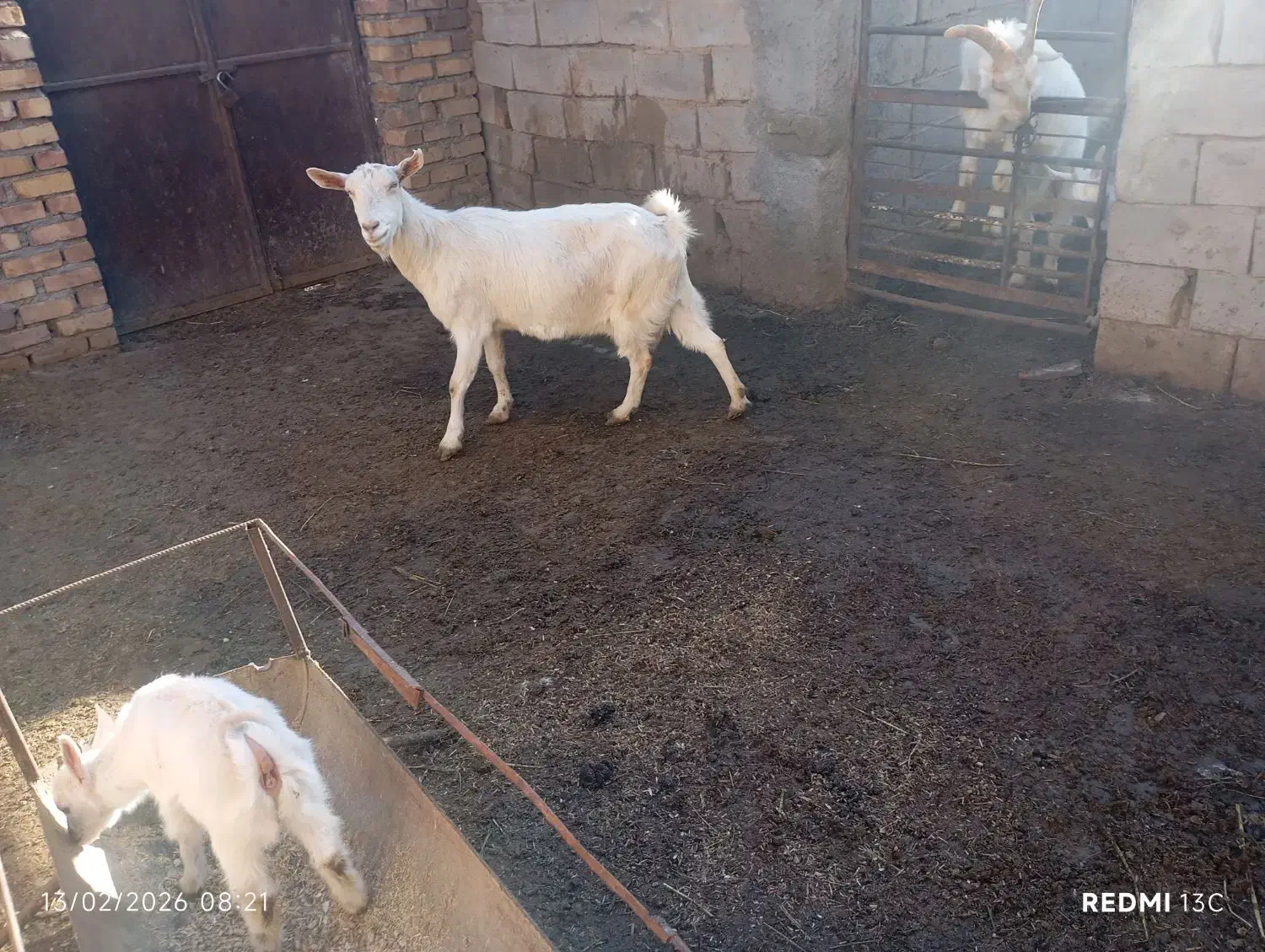 بز سانن|حیوانات مزرعه|نیشابور, ریوند|دیوار