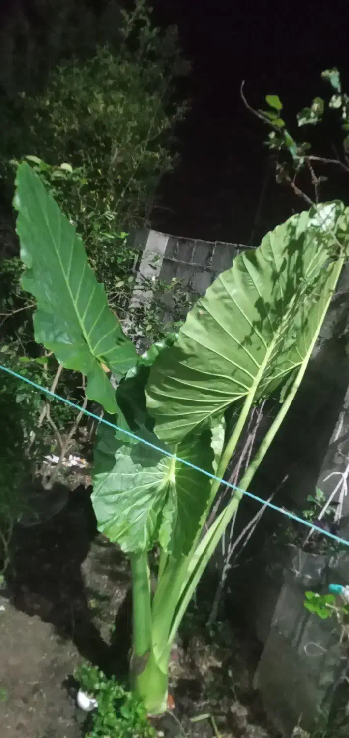 گل بابا ادم و اگاو ابلغ|گل و گیاه طبیعی|خمام, |دیوار