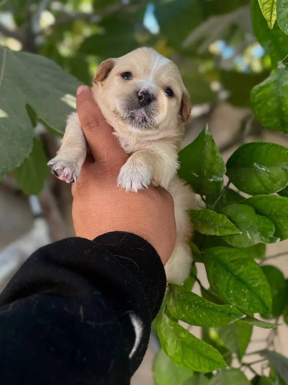 توله مالتیز عروسکی فقط 2900|سگ|کرج, جهانشهر|دیوار