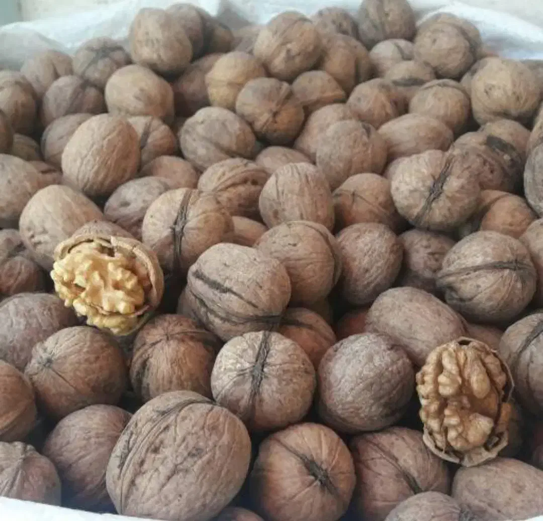 گردوی محلی تازه|عمدهفروشی|شیراز, نارنجستان|دیوار