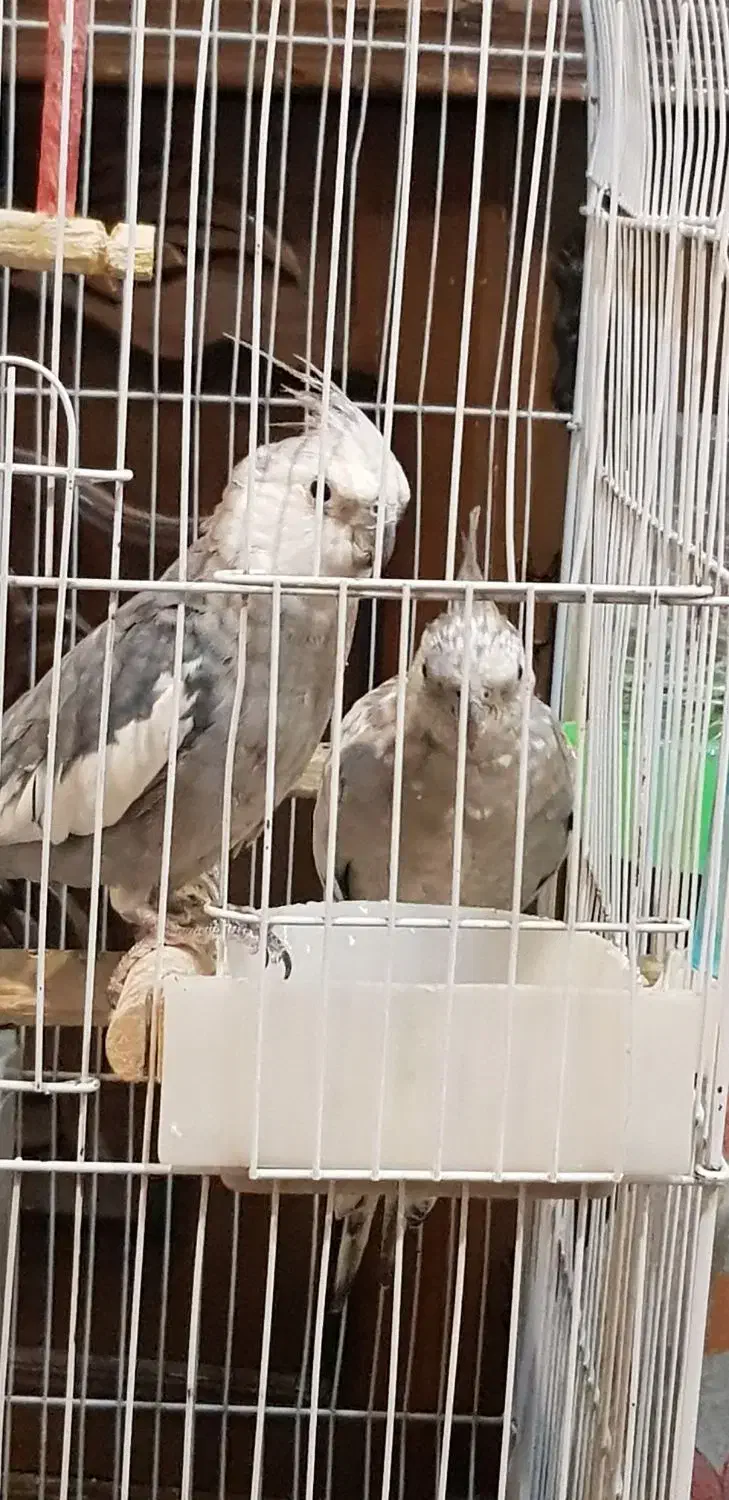 یک جفت عروس هلندی با قفس|پرنده|شهرکرد, |دیوار