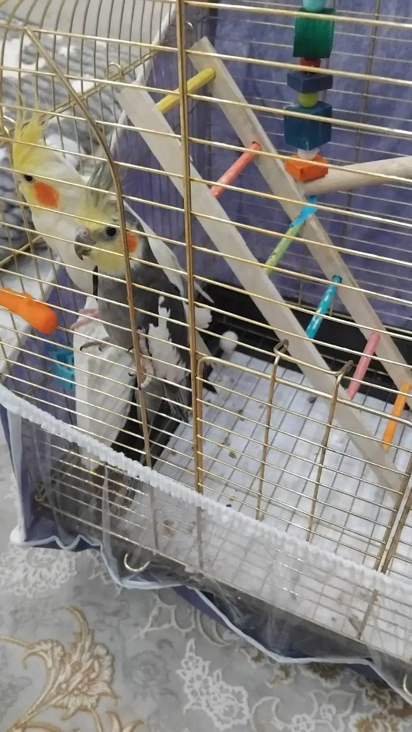 دو عروس هلندی نر و ماده زیبا و بازیگوش|پرنده|اردبیل, |دیوار