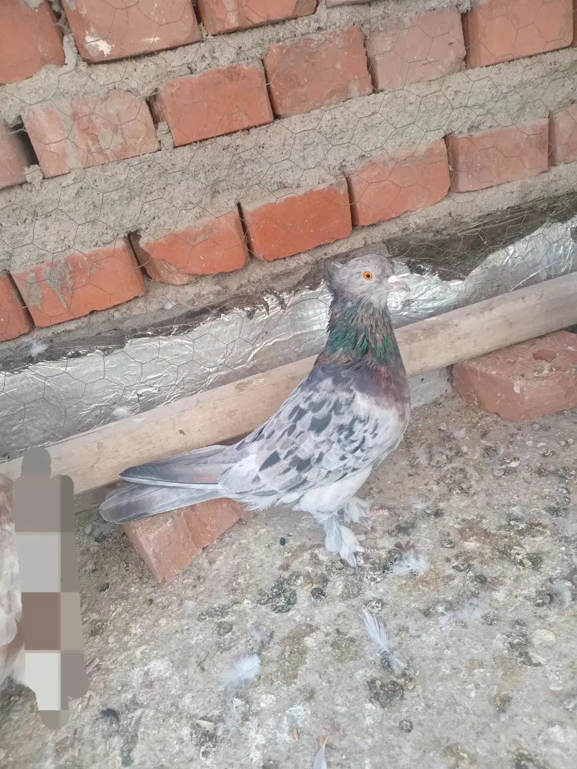 کبوتر نر|پرنده|نقده, |دیوار