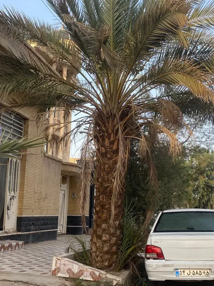 برش قطع وهرس وچیدن خوشه های خرما|خدمات باغبانی و درختکاری|زاهدان, |دیوار