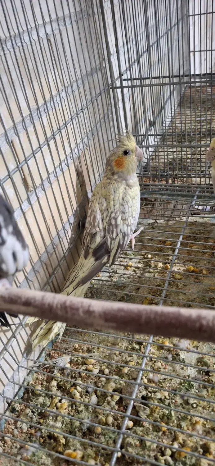 کوتوله مولد 10جفت|پرنده|رفسنجان, |دیوار