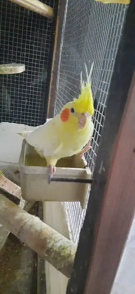 عروس هلندی جفت|پرنده|نوشهر, |دیوار