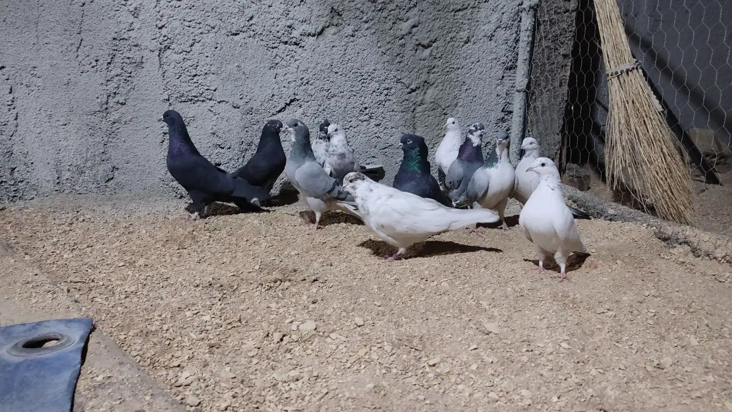 کبوتر تهرونی و دمگیر|پرنده|برخوار, |دیوار