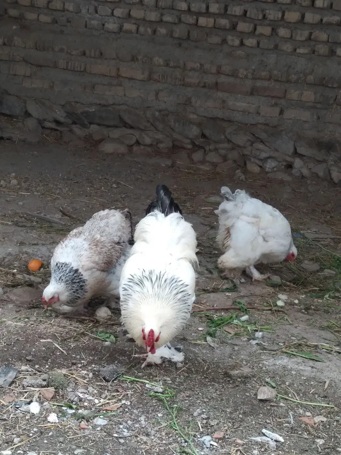 مرغ و خروس امپراتور برهما|حیوانات مزرعه|گرگان, |دیوار
