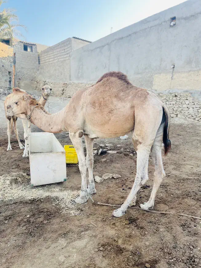 شتر نر|حیوانات مزرعه|قشم, |دیوار