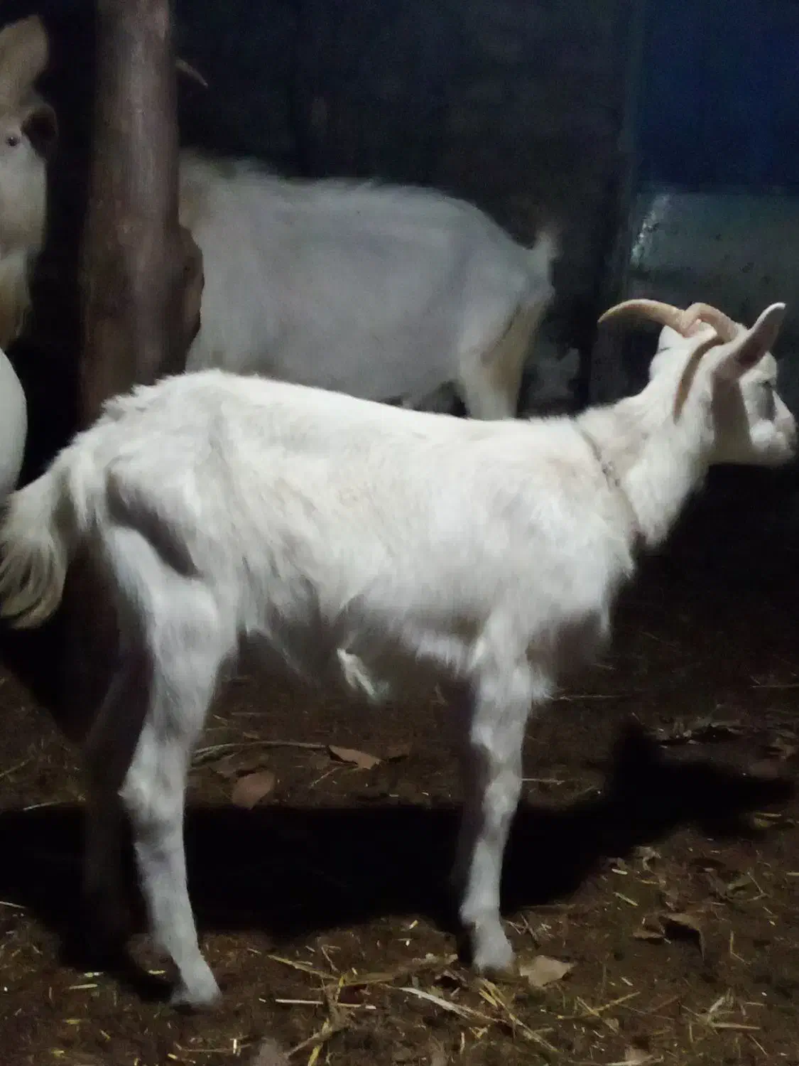 فروش بزسانن 5کیلوشیرضمانتی وتکه کل 60میلیون|حیوانات مزرعه|شهمیرزاد, |دیوار