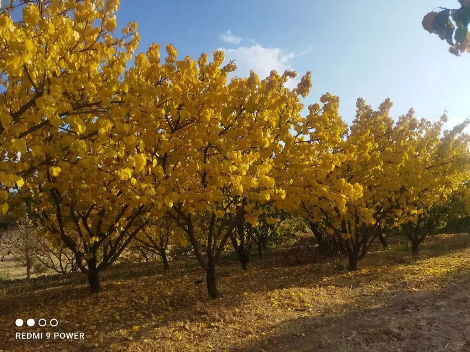 باغ و زمین زرد آلو گیلاس|فروش دفتر صنعتی، کشاورزی، تجاری|شاهینشهر, شهرک مطهری|دیوار