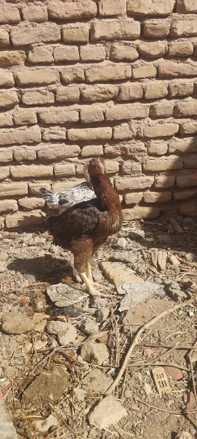 جوجه مرغ لاری|حیوانات مزرعه|سیرجان, |دیوار